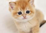 Sam - Scottish Straight Kitten For Sale - Levittown&comma; PA&comma; US