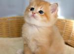 Mars - Scottish Straight Kitten For Sale - Levittown&comma; PA&comma; US