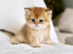 Max - Scottish Straight Kitten For Sale - Levittown&comma; PA&comma; US