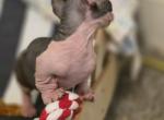 Flex - Sphynx Kitten For Sale - Cleveland&comma; OH&comma; US