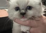 Sam - Ragdoll Kitten For Sale - Ocala&comma; FL&comma; US