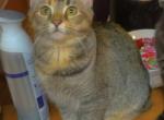 Cake - Domestic Cat For Adoption - Springfield&comma; IL&comma; US