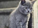 Casper - Scottish Straight Kitten For Sale - New York&comma; NY&comma; US