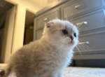 Selene - Scottish Fold Kitten For Sale - San Marcos&comma; CA&comma; US