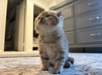 Lyra - Scottish Fold Kitten For Sale - San Marcos&comma; CA&comma; US