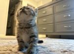 Astra - Scottish Fold Kitten For Sale - San Marcos&comma; CA&comma; US
