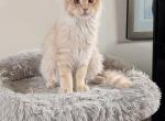 Yuliana - Maine Coon Kitten For Sale - 