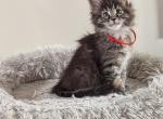 Ariana - Maine Coon Kitten For Sale - Staten Island&comma; NY&comma; US