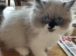 BUNNY - Munchkin Kitten For Sale - Brookings&comma; OR&comma; US
