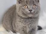 Sally - British Shorthair Kitten For Sale - Jacksonville&comma; FL&comma; US