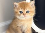 Goldie - British Shorthair Kitten For Sale - Jacksonville&comma; FL&comma; US