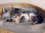 Ready to go home today - Polydactyl Kitten For Sale - Vancouver&comma; WA&comma; US