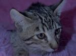 F6 SAVANNAH KITTEN 1 Girl - Savannah Kitten For Sale - Orange&comma; CA&comma; US