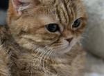 Bella - Scottish Fold Cat For Sale - 