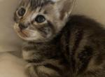 F 6 SAVANNAH KITTENS - Savannah Kitten For Sale - Orange&comma; CA&comma; US