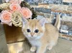 Scottish Chinchilla Paloma - Scottish Straight Kitten For Sale - Brooklyn&comma; NY&comma; US
