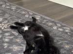 Loki - Domestic Kitten For Adoption - Duncannon&comma; PA&comma; US