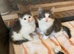 Milo and Marlow - Ragdoll Kitten For Sale - Brogueville&comma; PA&comma; US