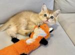 Scottish Chinchilla Pasha - Scottish Straight Kitten For Sale - Brooklyn&comma; NY&comma; US