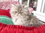 Skipper - Persian Kitten For Sale - Pensacola&comma; FL&comma; US