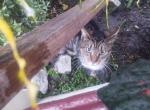 Bearina - American Shorthair Cat For Adoption - Fort Lauderdale&comma; FL&comma; US