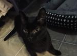 Olive - Domestic Kitten For Adoption - Mc Minnville&comma; TN&comma; US