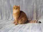 Nail - British Shorthair Cat For Sale - Chicago&comma; IL&comma; US