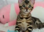 Prince - Bengal Kitten For Sale - Pembroke Pines&comma; FL&comma; US