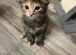 Ginger - Siberian Kitten For Sale - Vacaville&comma; CA&comma; US