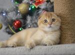 Scottish Fold Golden Chinchilla Girl - Scottish Fold Kitten For Sale - Jersey City&comma; NJ&comma; US