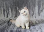 Andy - British Shorthair Kitten For Sale - Chicago&comma; IL&comma; US