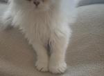 A Little Soul with Blue Eyes - Scottish Fold Kitten For Sale - Richmond&comma; TX&comma; US