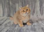 Axel - British Shorthair Kitten For Sale - Chicago&comma; IL&comma; US