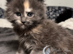 Phoenix - Maine Coon Kitten For Sale - Unionville&comma; TN&comma; US
