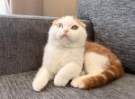 Simba - Scottish Fold Kitten For Sale - Denver&comma; CO&comma; US