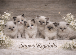 Sweet Peas Kittens - Ragdoll Kitten For Sale - Desloge&comma; MO&comma; US