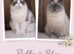 Puddins expected Kittens - Ragdoll Kitten For Sale - Desloge&comma; MO&comma; US