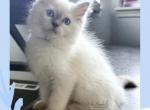 Malias Ragdoll Kittens - Ragdoll Kitten For Sale - Puyallup&comma; WA&comma; US