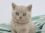 Zin - British Shorthair Kitten For Sale - Hollywood&comma; FL&comma; US