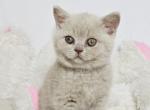 Zlata - British Shorthair Kitten For Sale - Norwalk&comma; CT&comma; US