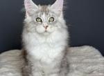 Milo - Maine Coon Kitten For Sale - Miami&comma; FL&comma; US