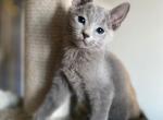Amur - Russian Blue Kitten For Sale - Hollywood&comma; FL&comma; US