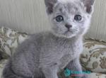 Xelena - Russian Blue Kitten For Sale - Hollywood&comma; FL&comma; US