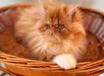 Garfild - Persian Kitten For Sale - Pembroke Pines&comma; FL&comma; US