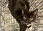 Friendly cat - American Shorthair Kitten For Sale - Agawam&comma; MA&comma; US