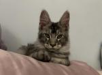 Elvis silver tabby - Maine Coon Kitten For Sale - St&period; Louis&comma; MO&comma; US