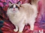 Rowen Ragdoll Boy - Ragdoll Kitten For Sale - VA&comma; US