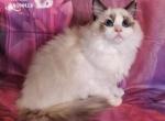 Serena Ragdoll Girl - Ragdoll Kitten For Sale - VA&comma; US