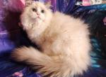 Milo Ragdoll Boy - Ragdoll Kitten For Sale - VA&comma; US