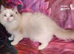Lumi Ragdoll Boy - Ragdoll Kitten For Sale - VA&comma; US